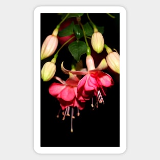 Pink Fuchsia Sticker